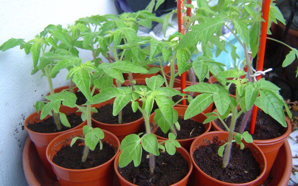 Daugelis daro šią klaidą: tokia „natūrali“ priemonė gali pražudyti pomidorų daigus akimirksniu