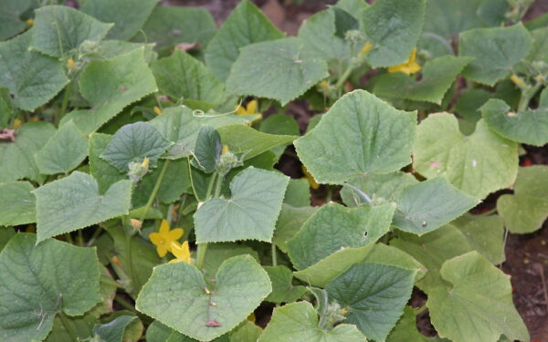 Neskubėkite į parduotuvę: radome idealų pakaitalą agurkų agrodangai jūsų garaže