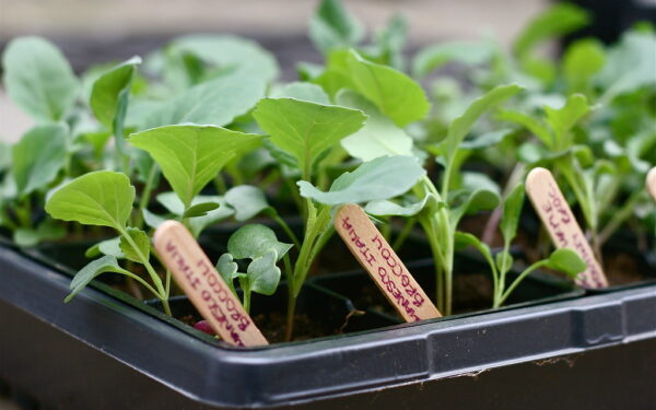 Pasėtos sėklos nedygsta? Štai koks virtuvės prieskonis jas greitai pažadins