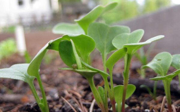 Daigai vėl ištįso ir nuvyto? Sužinokite, kokią klaidą darote sėdami daržoves namuose