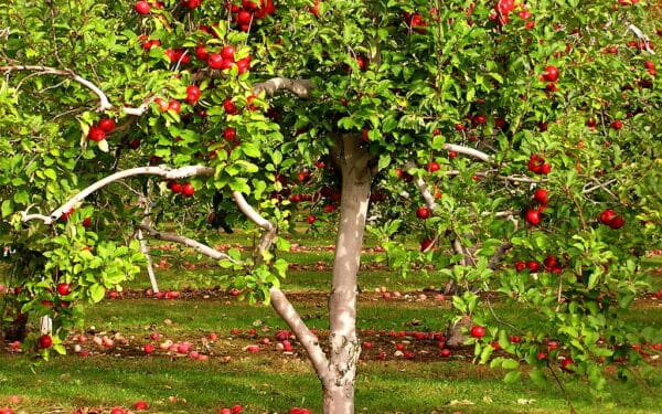 Obuolių bus tiek, kad nesuvalgysite: štai kaip teisingai genėti medžius ankstyvą pavasarį