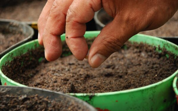 Derlius gali pražūti: kokiomis balandžio dienomis sėja yra didelė klaida?