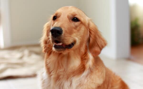 Norite sužinoti savo augintinio IQ? Štai kokios trys savybės išduoda tikrą genijų