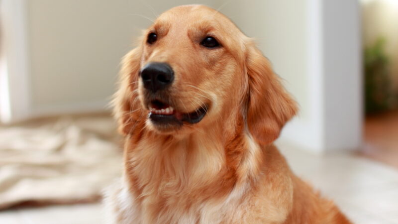 Kodėl šuo jūsų vengia? 4 moksliškai pagrįstos priežastys, kodėl keturkojai nepasitiki tam tikrais žmonėmis