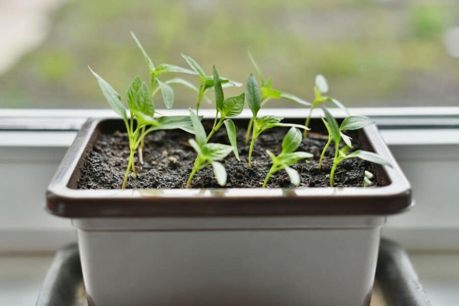 Pasodinkite dabar ir džiaukitės derliumi: įvardijo, kuriomis paprikų rūšimis reikia pasirūpinti