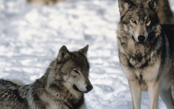 Šimtai sumedžiotų vilkų: pasibaigęs sezonas kelia klausimų dėl Lietuvos miškų