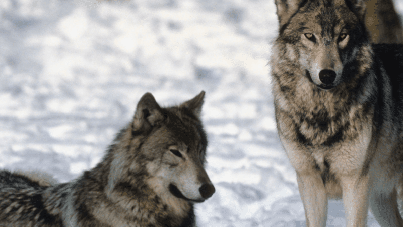 Šimtai sumedžiotų vilkų: pasibaigęs sezonas kelia klausimų dėl Lietuvos miškų