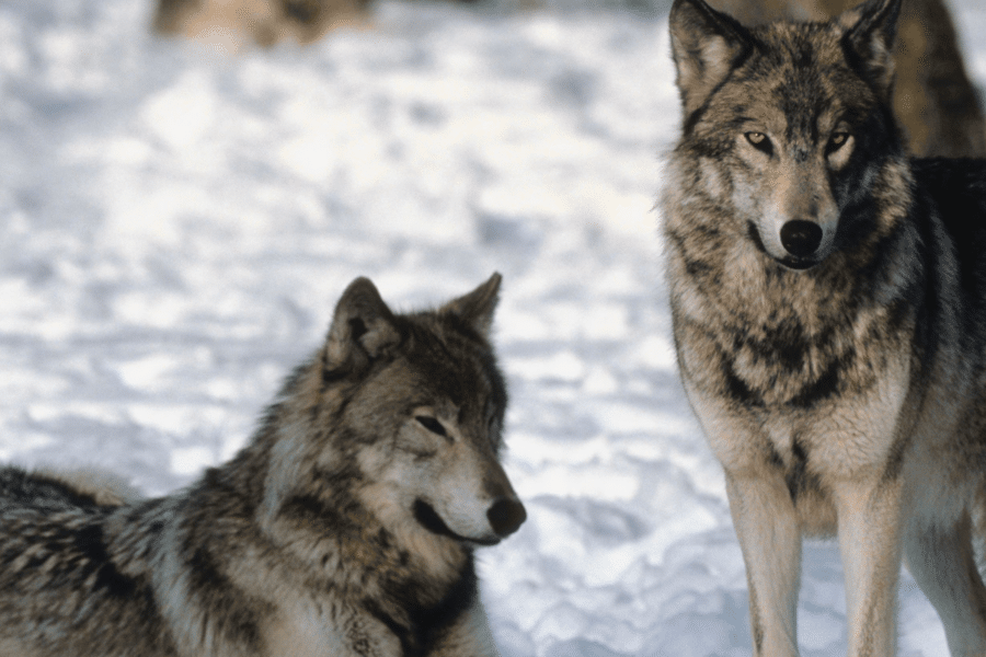 Šimtai sumedžiotų vilkų: pasibaigęs sezonas kelia klausimų dėl Lietuvos miškų