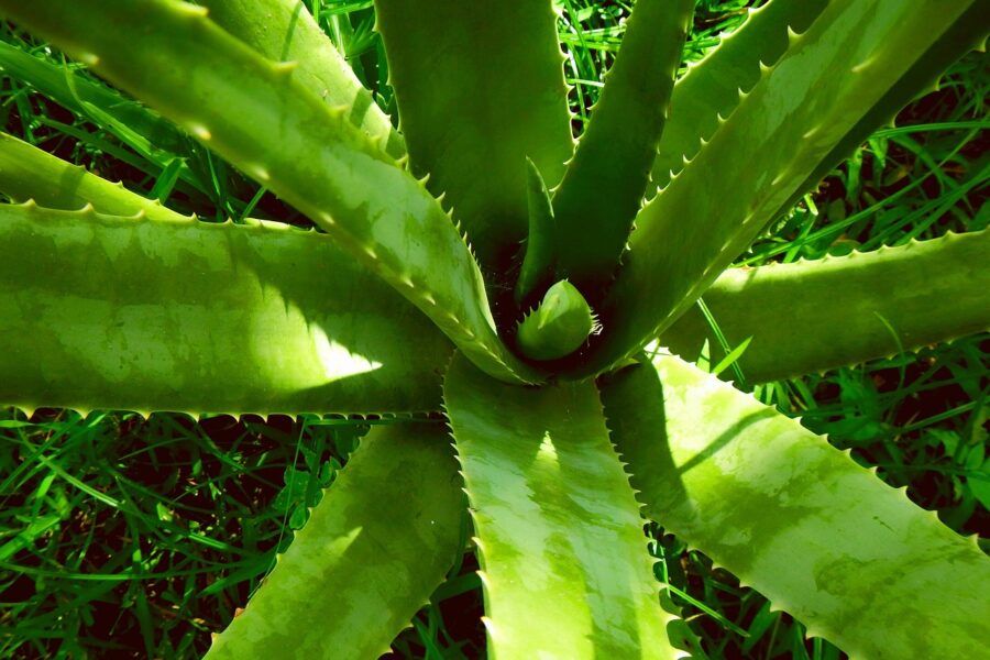 aloe vera, aloe, plant, nature, health