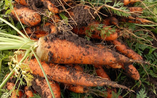 Pamirškite varginantį morkų retinimą: paprastas triukas su tualetiniu popieriumi garantuoja gausų derlių