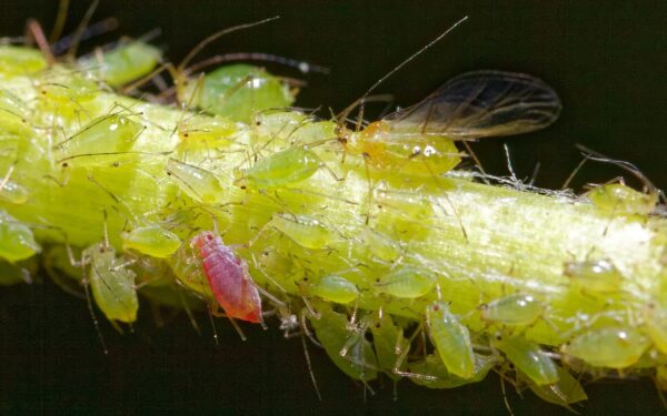 Raudoni taškai ant serbentų lapų dings: kuo dabar reikia nupurkšti savo krūmus?