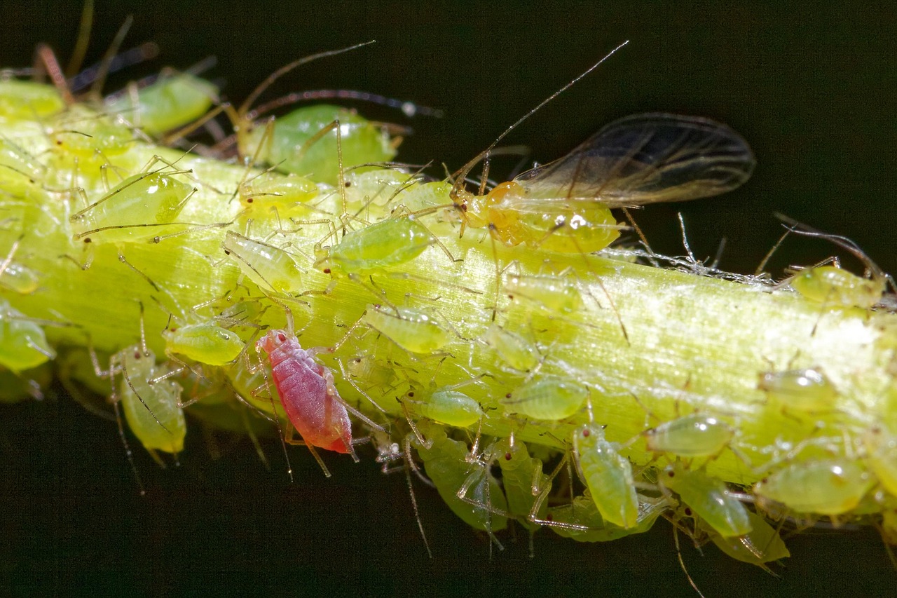 Raudoni taškai ant serbentų lapų dings: kuo dabar reikia nupurkšti savo krūmus?