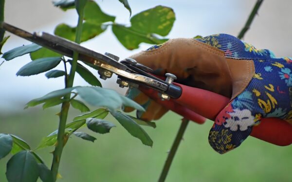 Norite išmesti senus krūmus? Štai koks triukas privers juos vėl gausiai žydėti