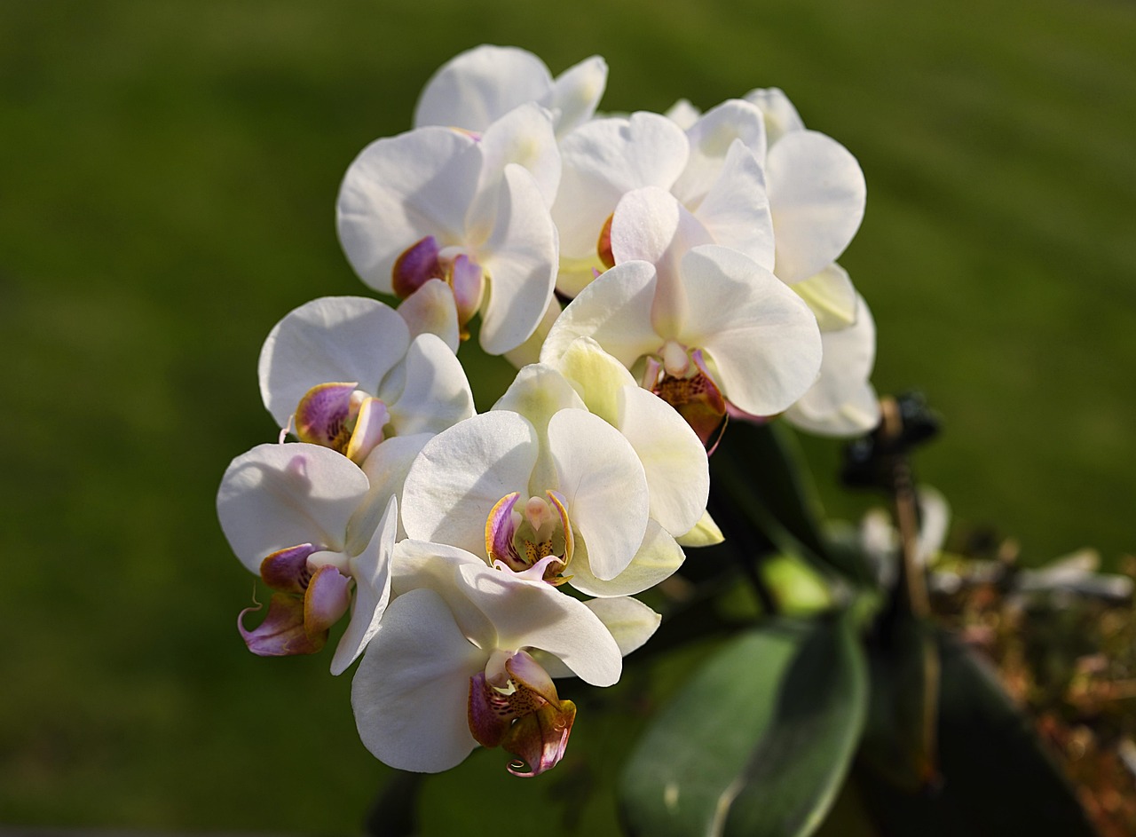 Orchidėja nekrauna žiedų? Gėlininkai atskleidė gudrybę, kuri privers ją pražysti