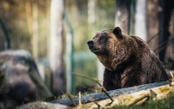 Svarbi informacija ūkininkams ir bitininkams: keičiasi žalų atlyginimo taisyklės