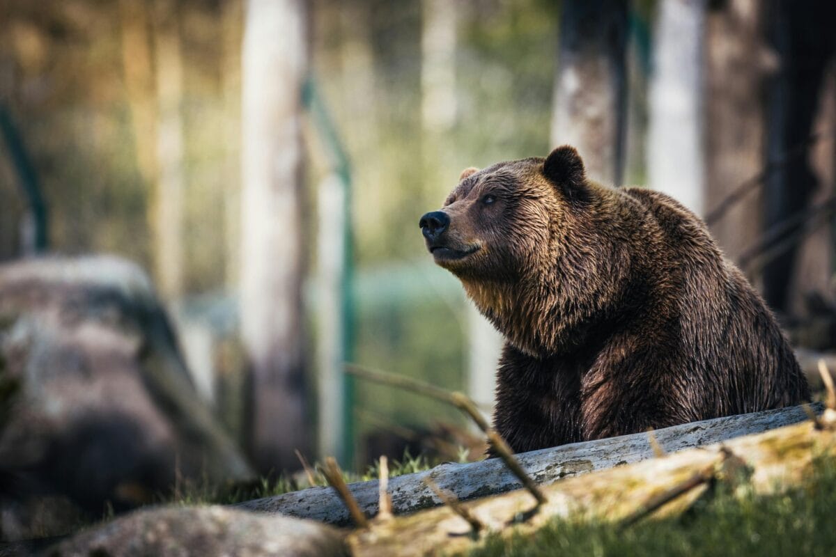Svarbi informacija ūkininkams ir bitininkams: keičiasi žalų atlyginimo taisyklės