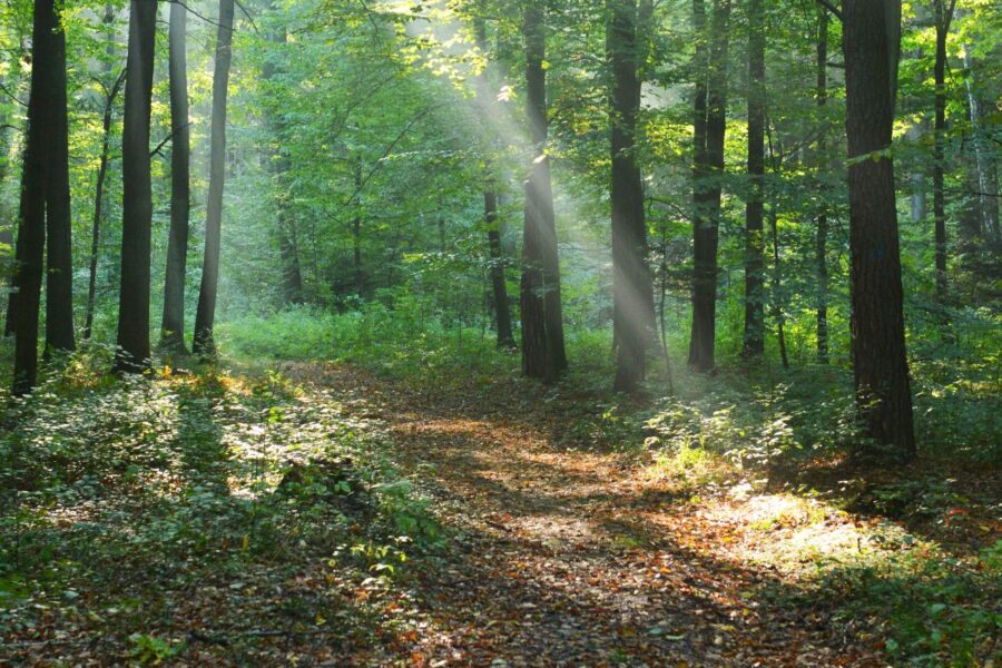 Mažeikių rajone nauja pramogų oazė: Tirkšlių mišką keis ambicingas projektas