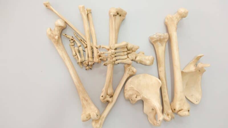 Kaune rasti kaulai sukėlė paniką: paaiškėjo netikėta tiesa