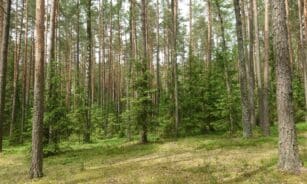 Punios šilo rezervatas išplėstas 2,5 karto