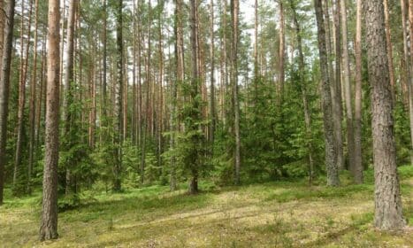 Punios šilo rezervatas išplėstas 2,5 karto