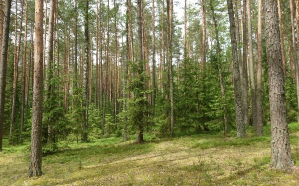 Punios šilo rezervatas išsiplečia 1,5 karto: daugiau sengirių ir saugomų buveinių Lietuvoje