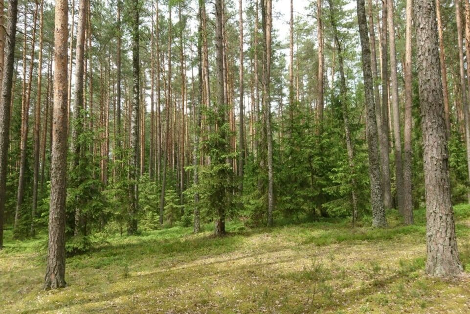 Punios šilo rezervatas išplėstas 2,5 karto