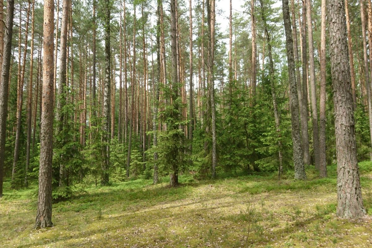 Punios šilo rezervatas išsiplečia 1,5 karto: daugiau sengirių ir saugomų buveinių Lietuvoje