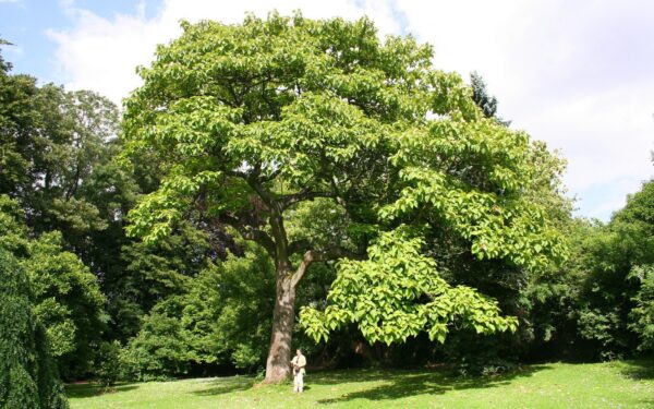 Svajojate apie pavėsį jau šią vasarą? Sužinokite apie medį, kuris auga neįtikėtinu greičiu