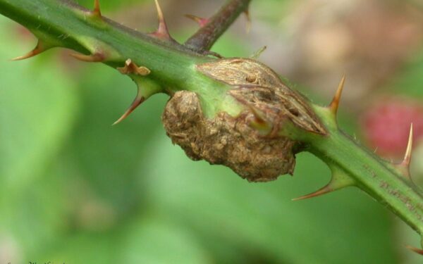 Pastebėjote gumbą ant avietės stiebo? Tai gali būti pavojingas kenkėjas, galintis sunaikinti derlių