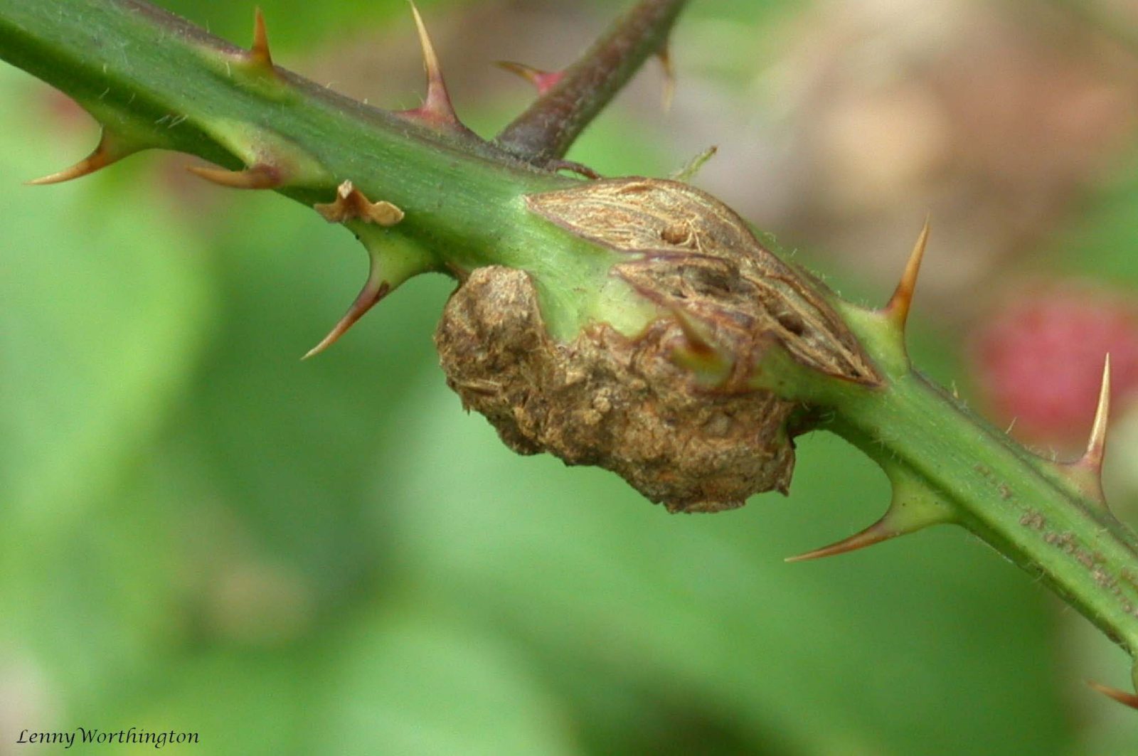 Pastebėjote gumbą ant avietės stiebo? Tai gali būti pavojingas kenkėjas, galintis sunaikinti derlių