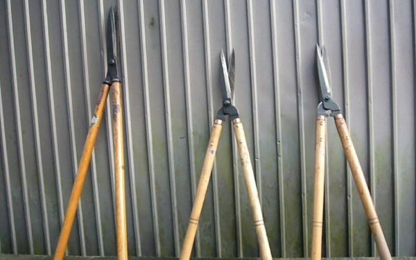 Darote klaidą genėdami vaismedžius: sužinokite, kaip pumpurų kiekis keičia taisykles