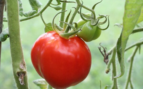 Padėkite po pomidorų šaknimis vieną paprastą dalyką: derlius džiugins iki pat šalnų