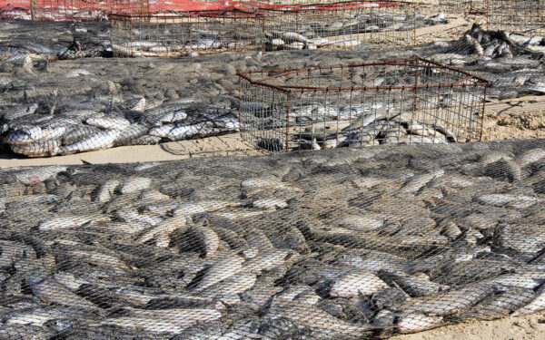 Kur dingo didelės žuvys? Mokslininkai atskleidė, kodėl jos tapo perpus mažesnės