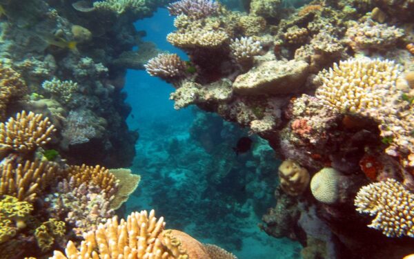 Didžiausias radinys istorijoje: sužinokite, ką motina ir dukra aptiko vandenyno dugne