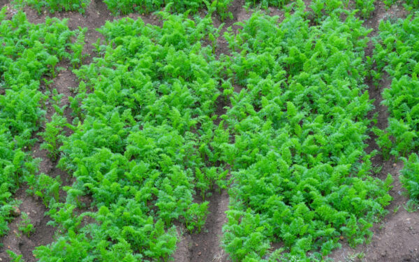 Pamirškite nugaros skausmus ir retinimą: geniali gudrybė, kaip pasėti morkas naudojant kiaušinių dėklą