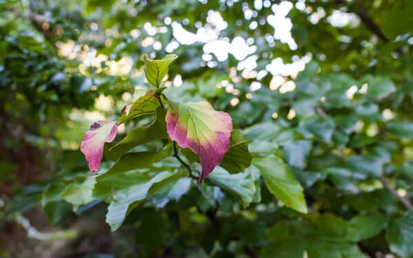 Parotija geležinė – sodo stebuklas, kuris keičia spalvas ištisus metus!