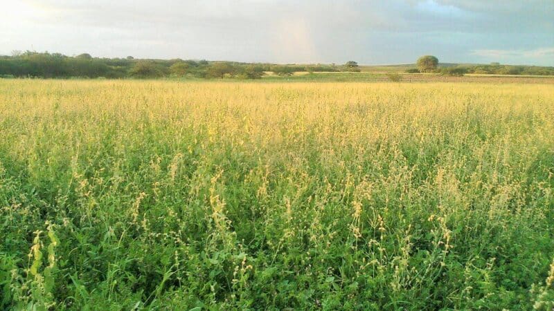 Aktualu žemės savininkams: patikslintos Ginėnų senovės gyvenvietės ribos ir sąlygos