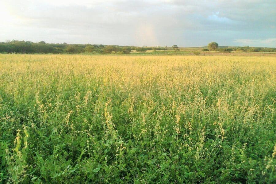Aktualu žemės savininkams: patikslintos Ginėnų senovės gyvenvietės ribos ir sąlygos
