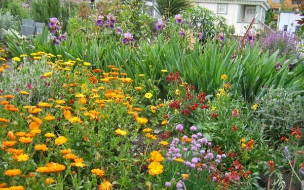 Sodo gėlės žydės dvigubai gausiau: štai kodėl būtina dalinti daugiamečius augalus