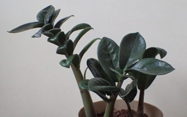 Pinigų medis džiugins sėkme ir turtais: ekspertų patarimai, kur jį statyti ir ką dėti į vazoną