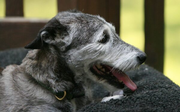 Augintinio plaukai ant sofos nebevargins: 5 triukai, kurie greitai sugrąžins namams švarą