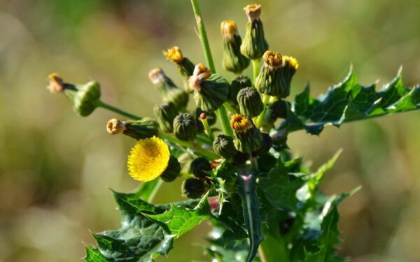 Neišmeskite piktžolių: gudrybė, kaip nemokamai patrigubinti savo daržo derlių