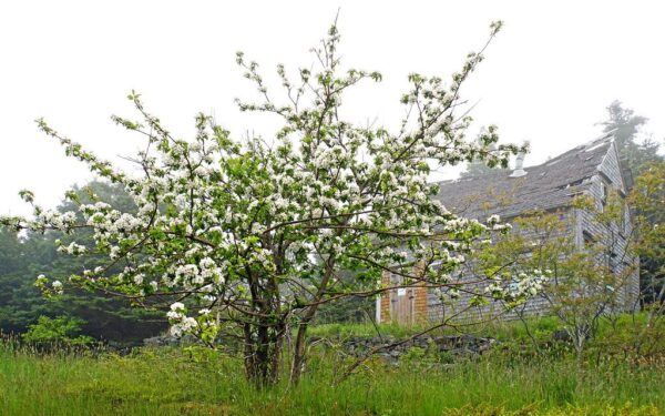Vasarą bus per vėlu: štai kodėl dabar turite paruošti obelis, jei norite derliaus be kirmėlių