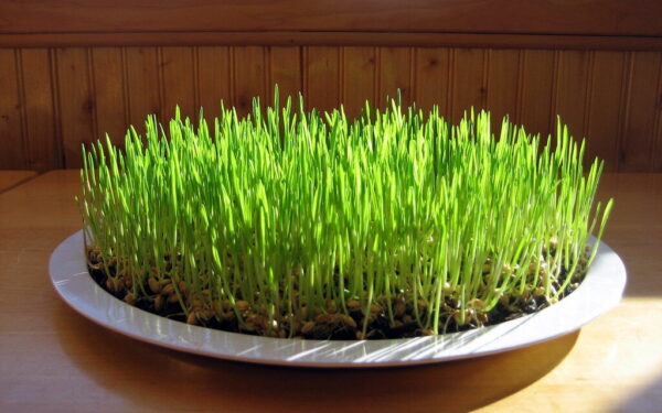 Velykinė žolė paskutinę minutę: ką sėti dabar, kad papuoštumėte stalą vos po 3 dienų?