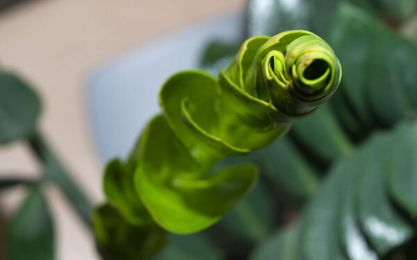 Kodėl jūsų pinigų medis neleidžia naujų ūglių? Gėlininkai įvardijo pagrindinę klaidą