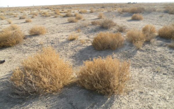 Vėjo ridenami augalai: kas jie iš tikrųjų ir kodėl gali kelti pavojų?