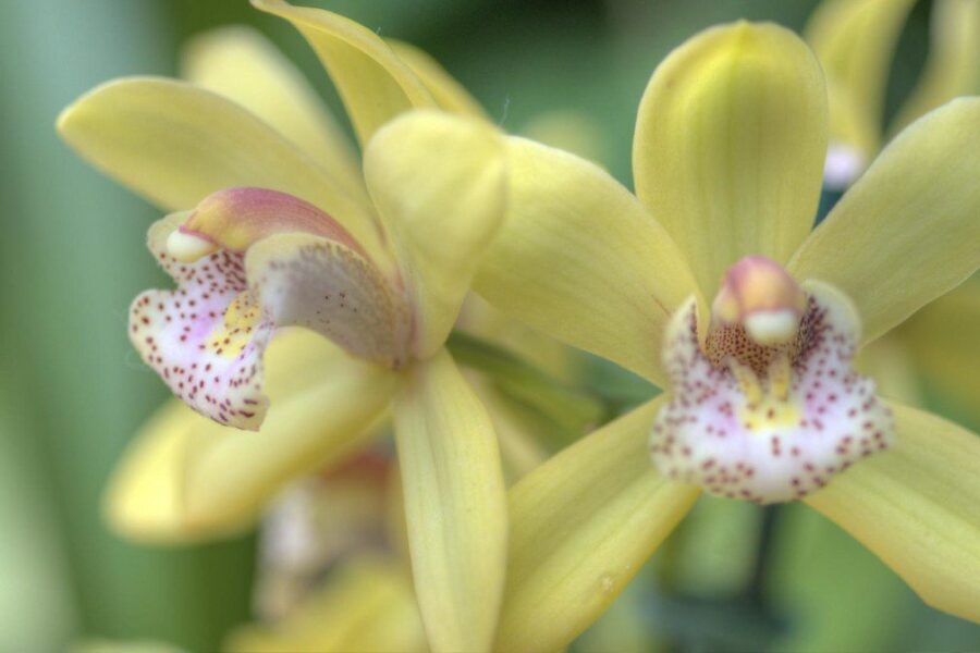 Gėlės. Openverse nuotr.