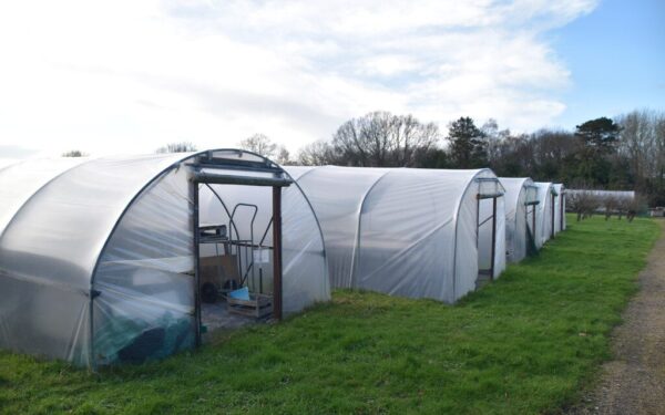 Šiltnamio plėvelė taps lyg nauja: sužinokite, kaip paruošti šiltnamį pavasario sėjai