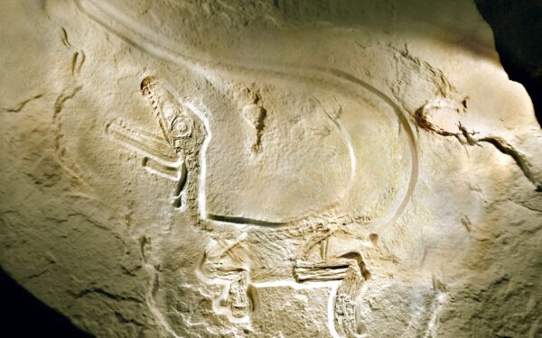 Mažesnis už katę, bet pakeitė istoriją: Patagonijoje rastas dinozauras griauna evoliucijos teorijas