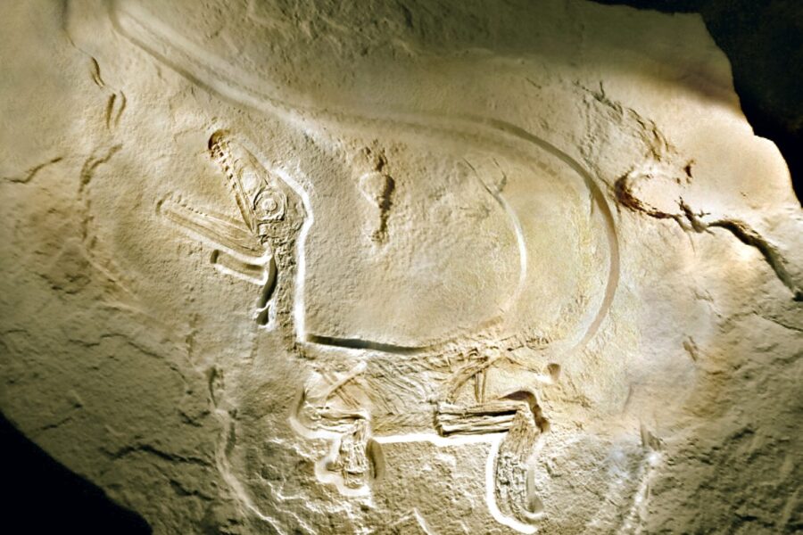 Mažesnis už katę, bet pakeitė istoriją: Patagonijoje rastas dinozauras griauna evoliucijos teorijas